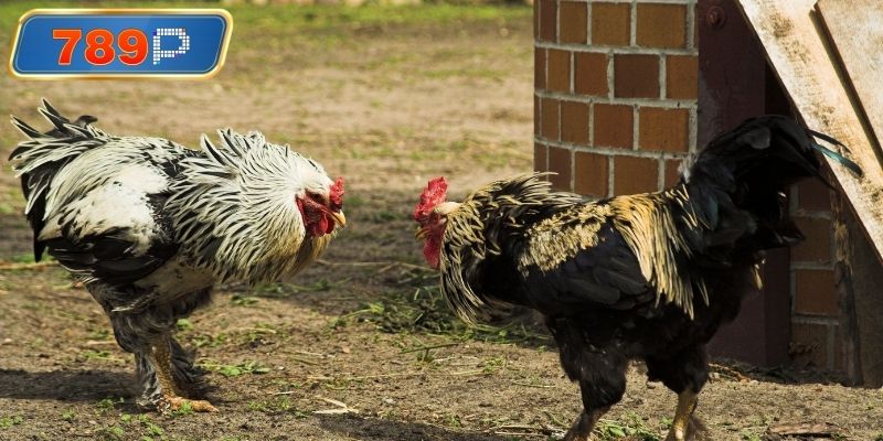 Chiến kê thi đấu tại đá gà campuchia sv388