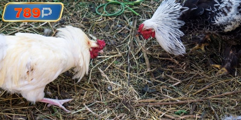 Trận đấu đá gà cựa dao kịch tính hấp dẫn